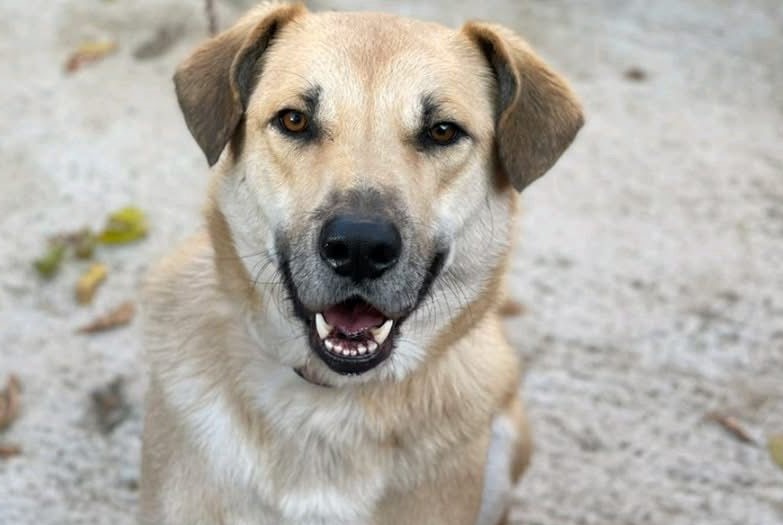 🐶Besonderer Borko💛