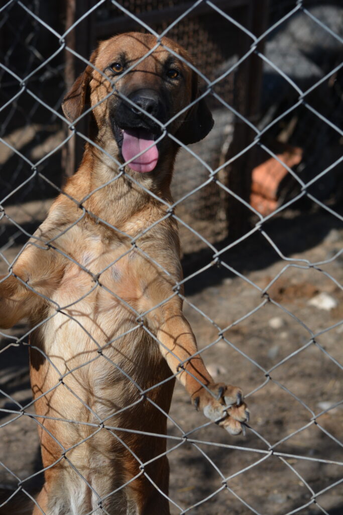 „Lila“, ca. 01.2024 geboren