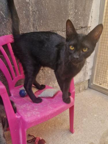 Jal
