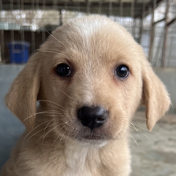 Blondie