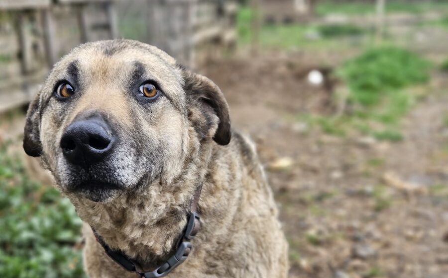 Skipper