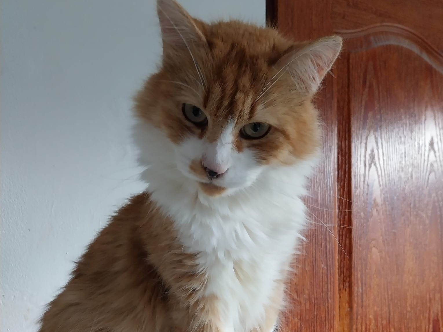 Pauli 🐾🐈