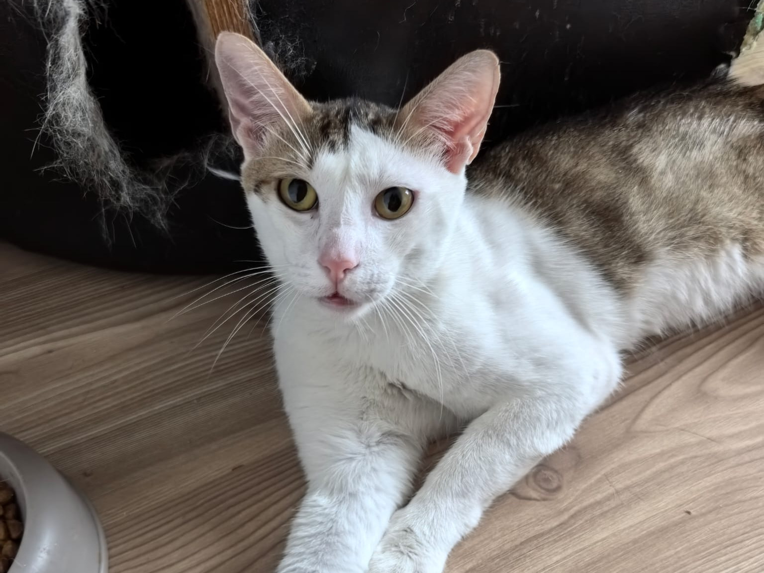 🌟😸Neugieriger Olli😸🌟