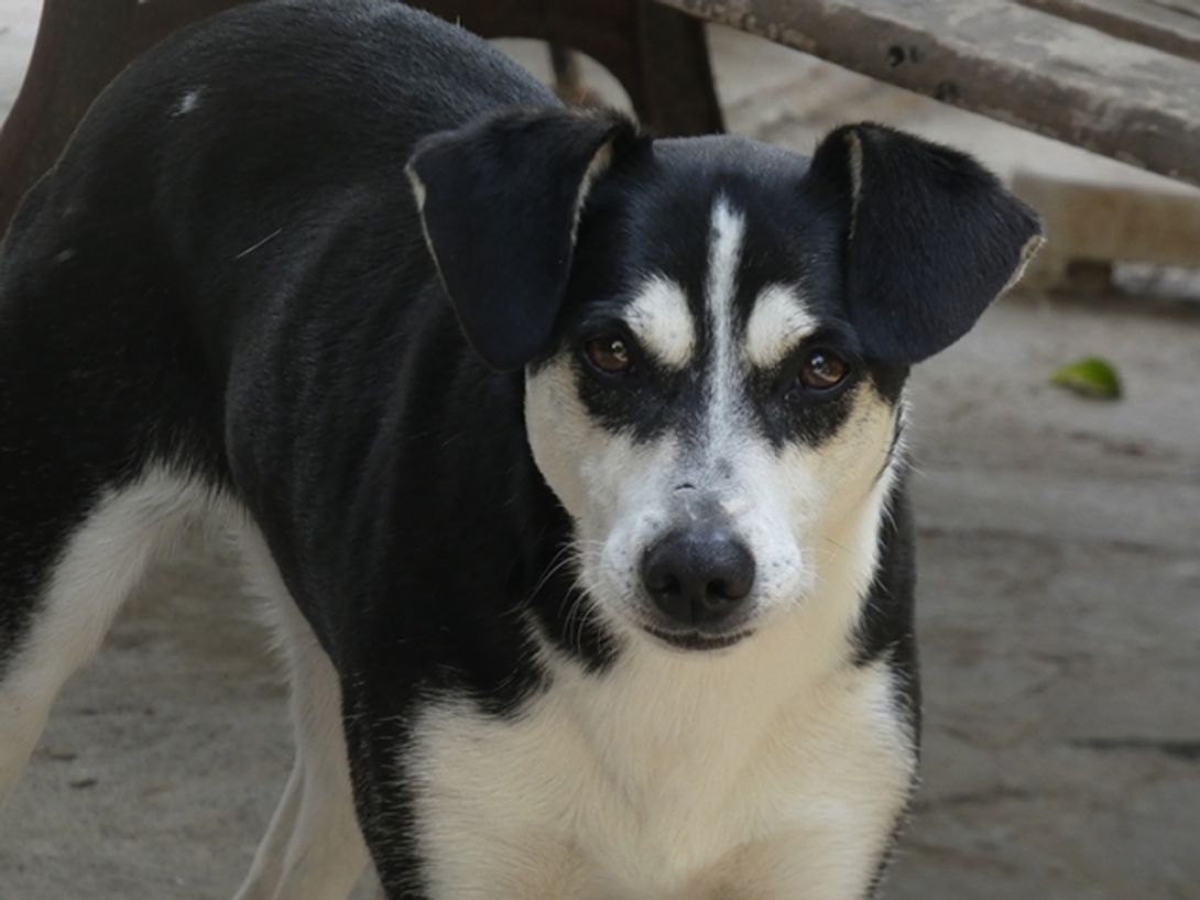 Nikita
