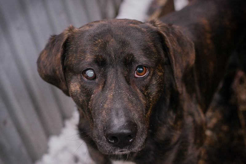 Merlin