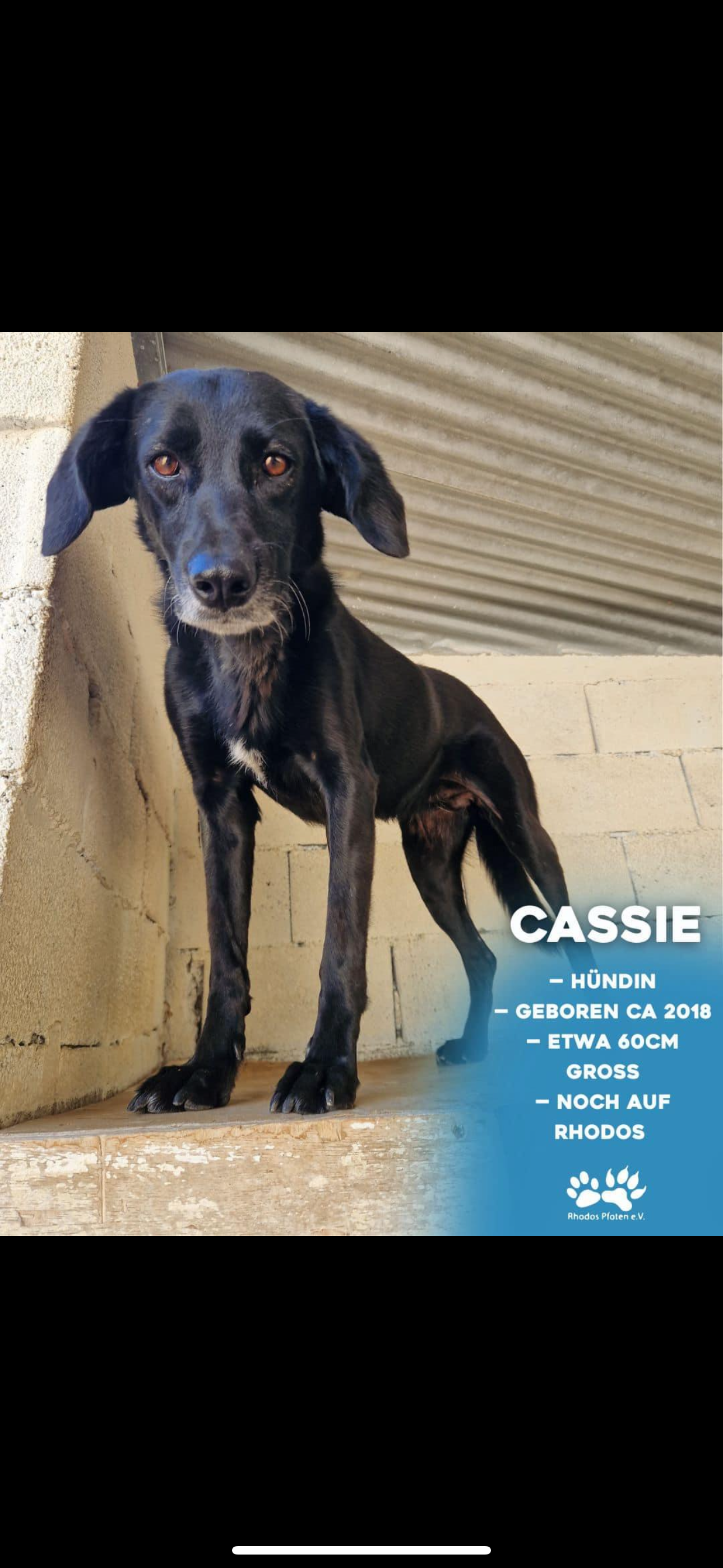 Cassie
