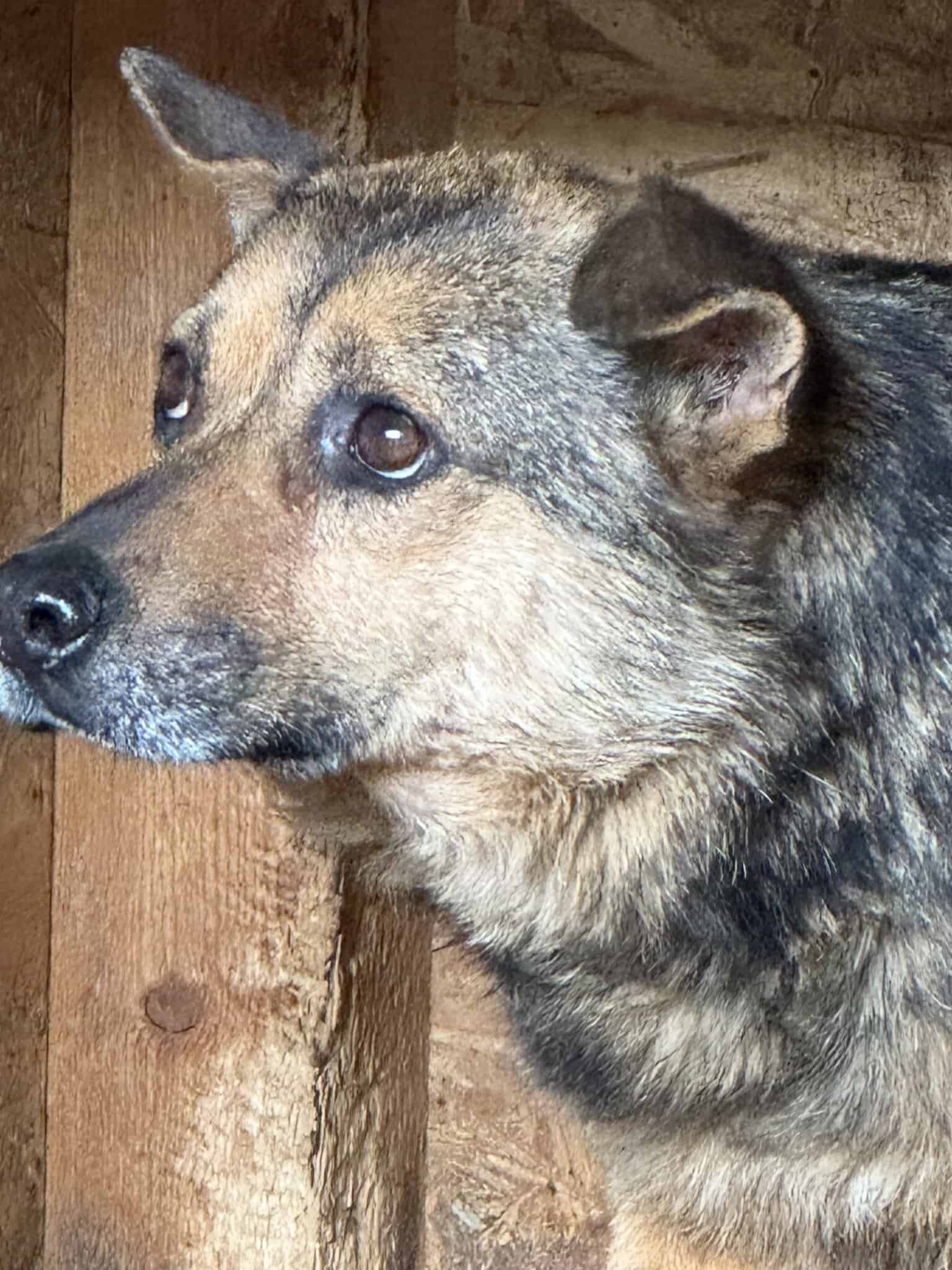 Oskar H