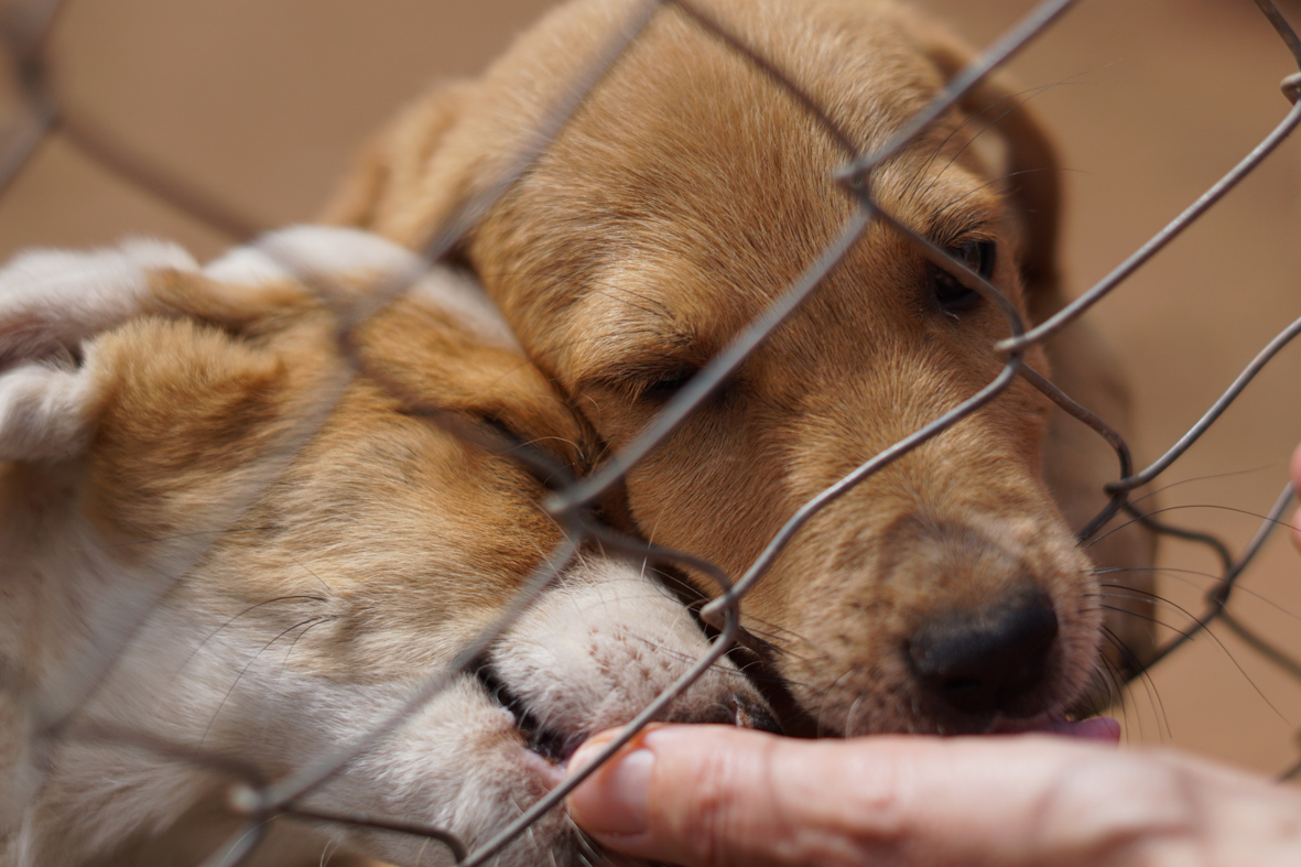 Tierfreunde Patras