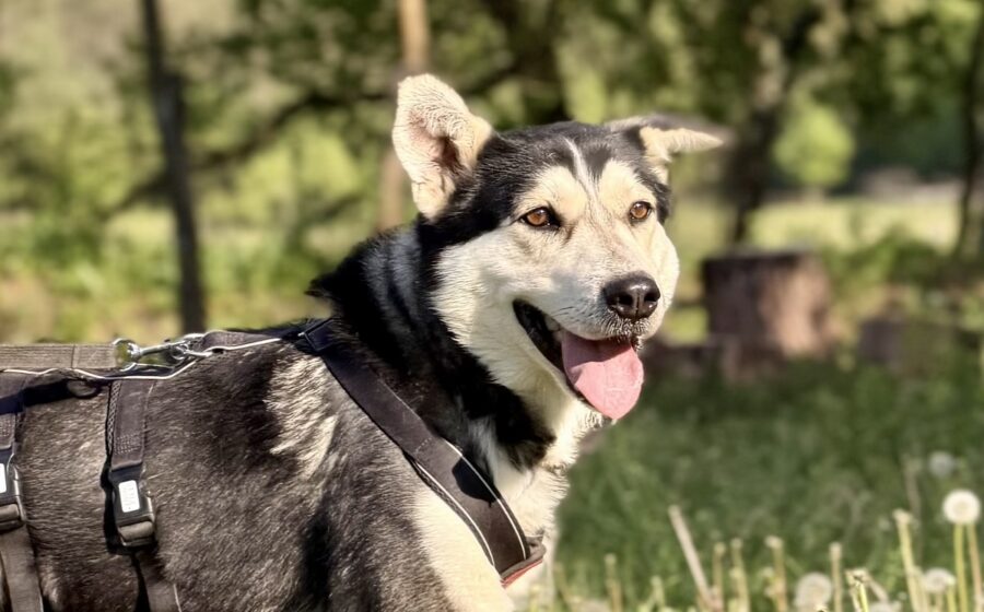 Luca