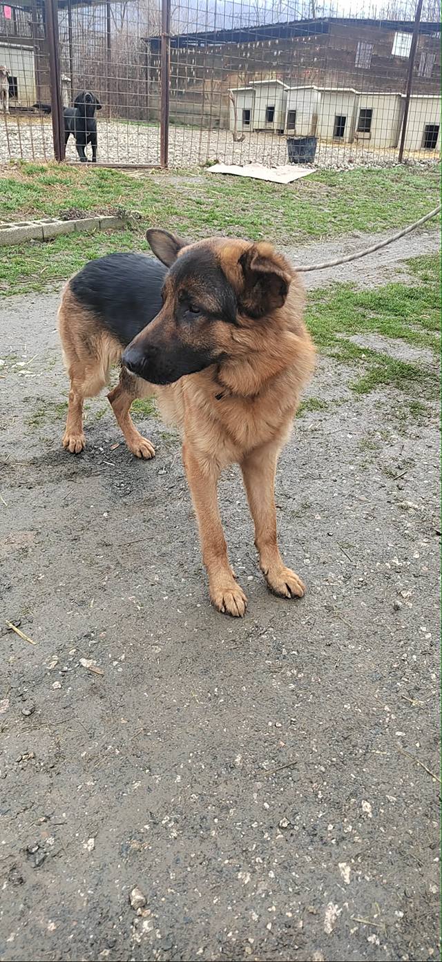 Konti - Deutscher Schäferhund
