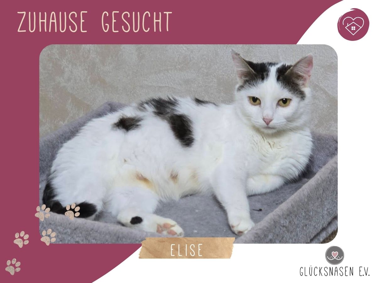 Elise möchte Dein Herz erobern