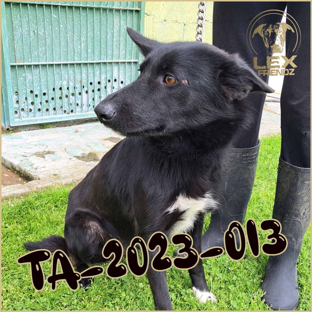 TA-2023-013