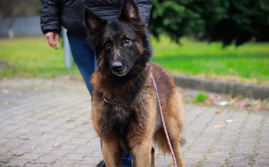 Athos