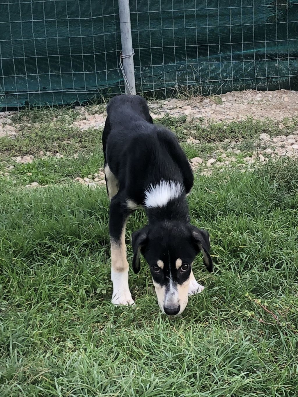 Max