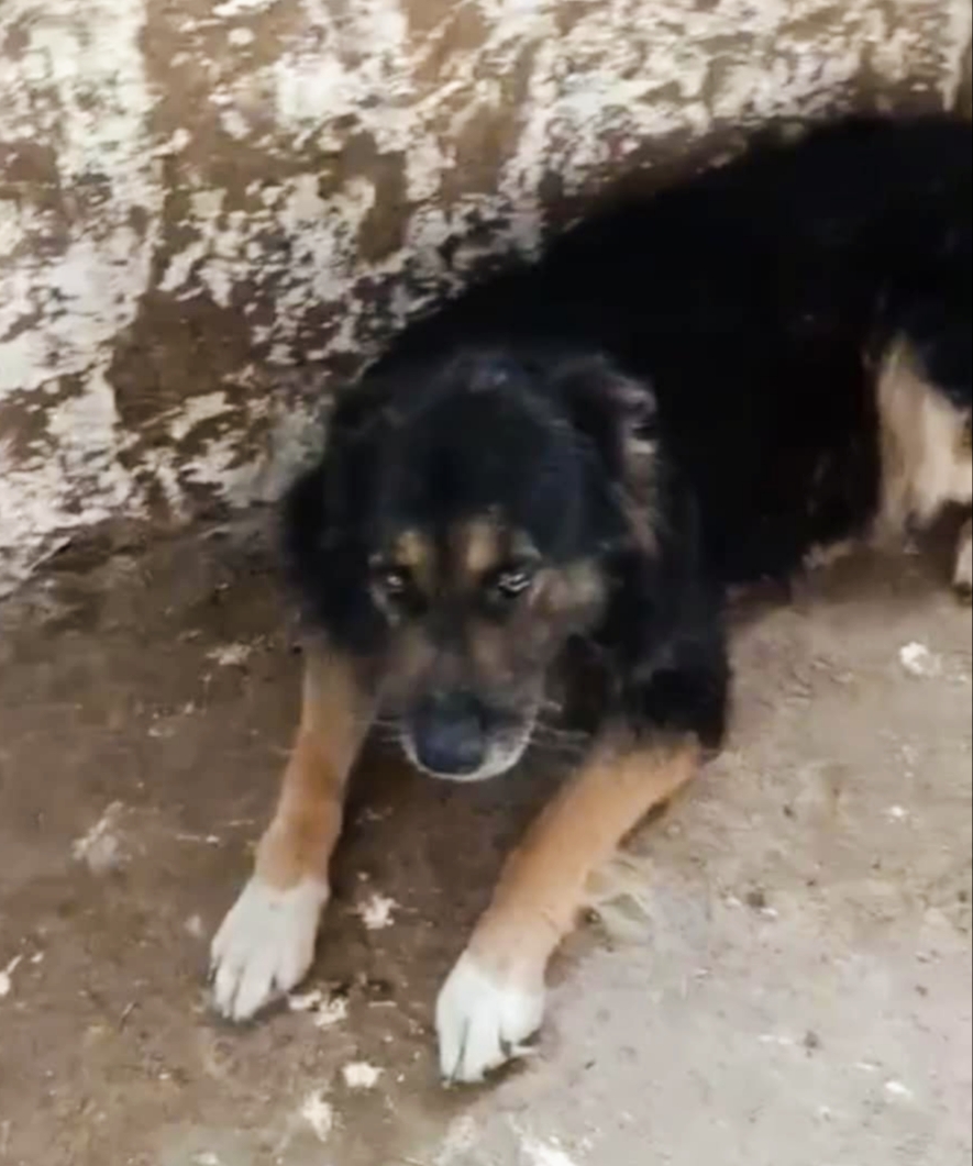 Max