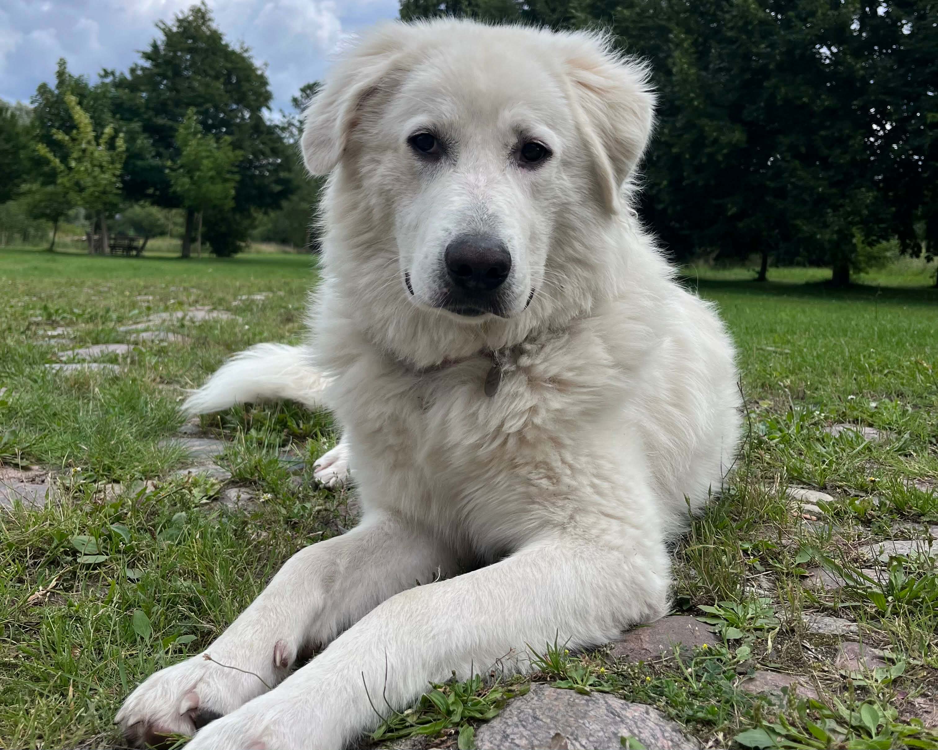 Klara