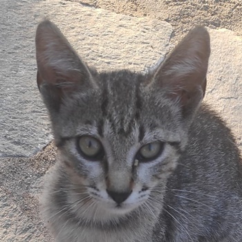 Manja