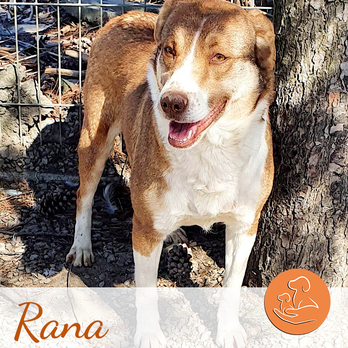 Rana