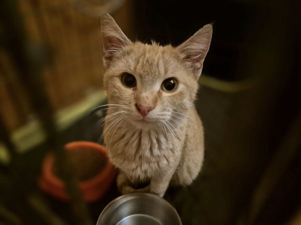 Roter Kater Alastor