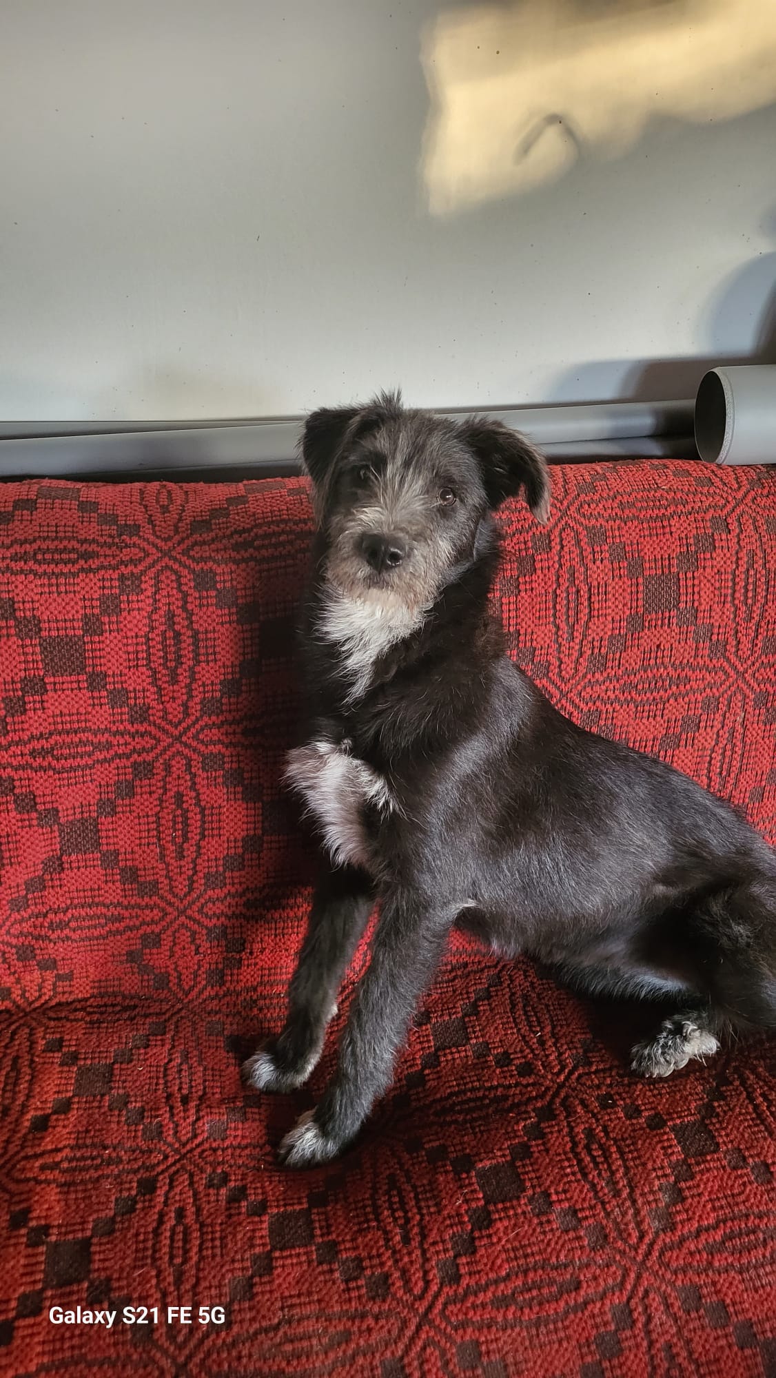Bella 🐾