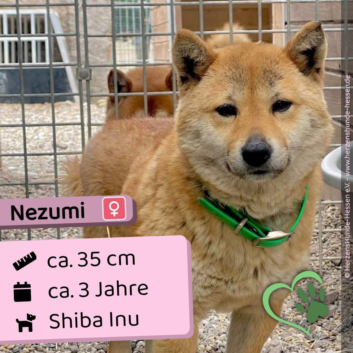 Nezumi
