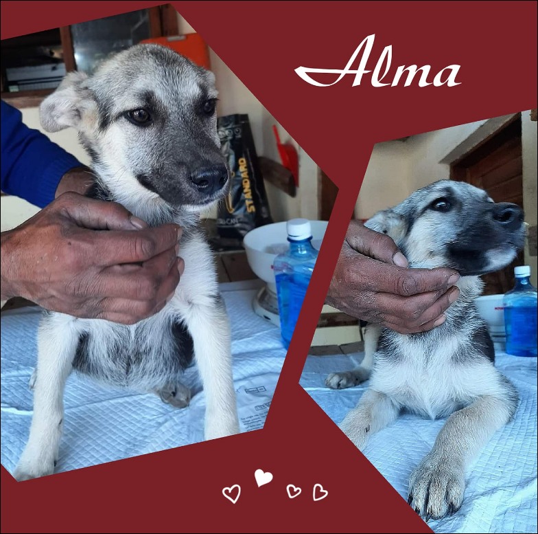 Alma