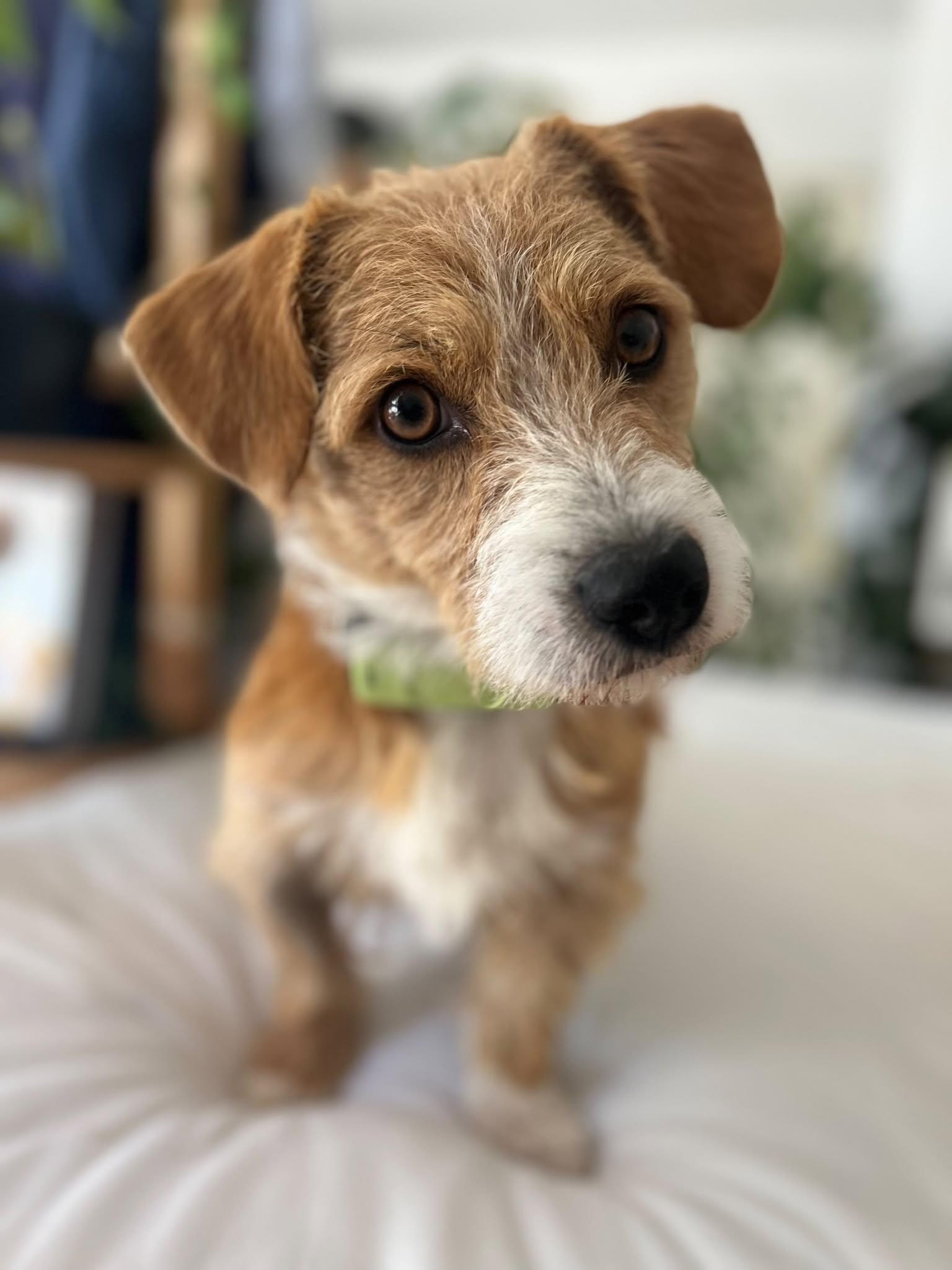 Manolito🐾wartet in 22305