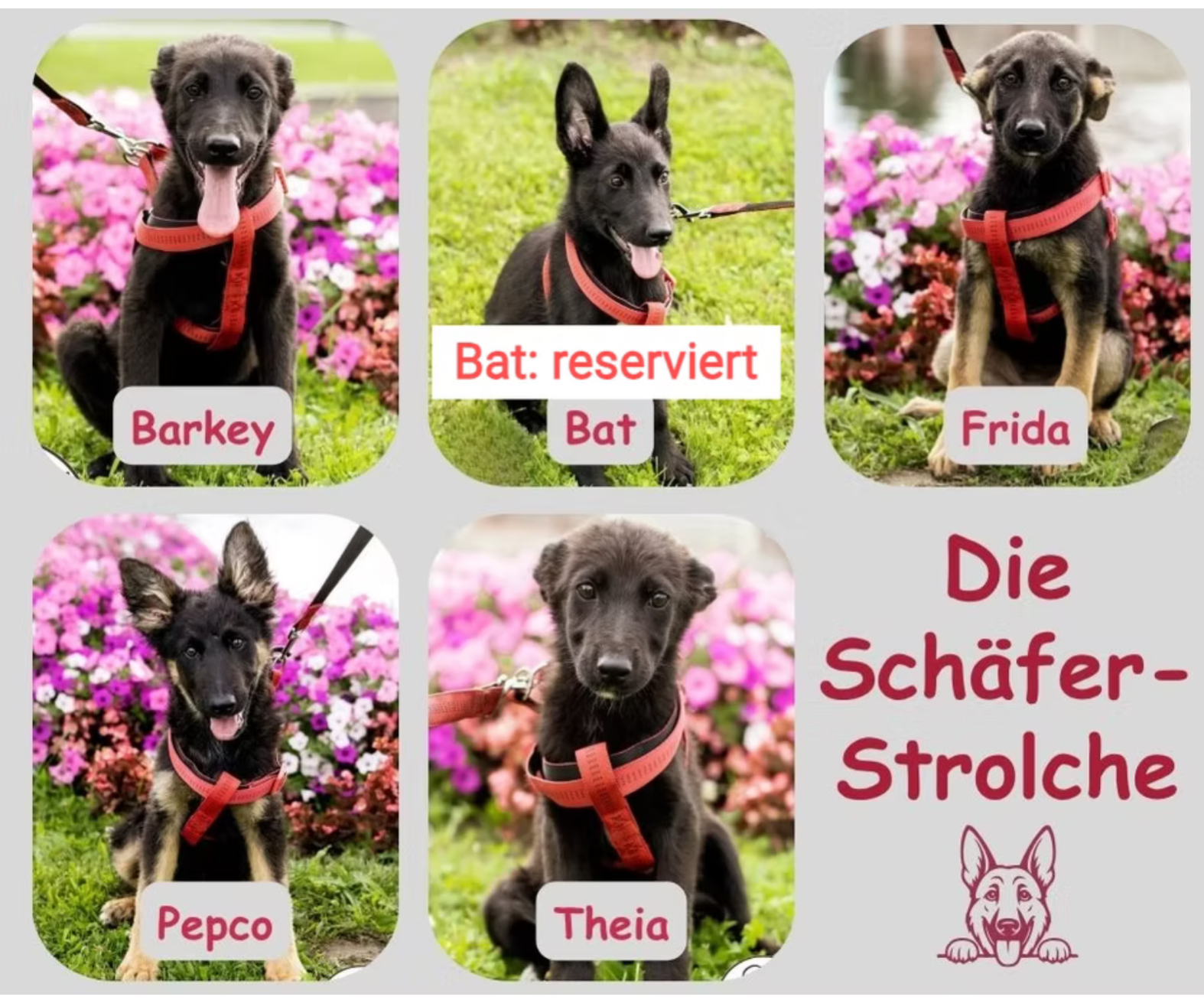 Schäfer Strolche