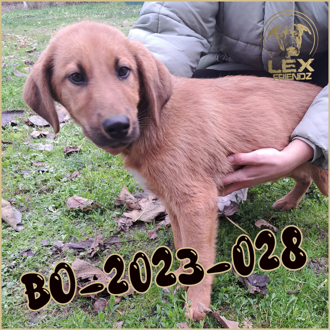 BO-2023-028