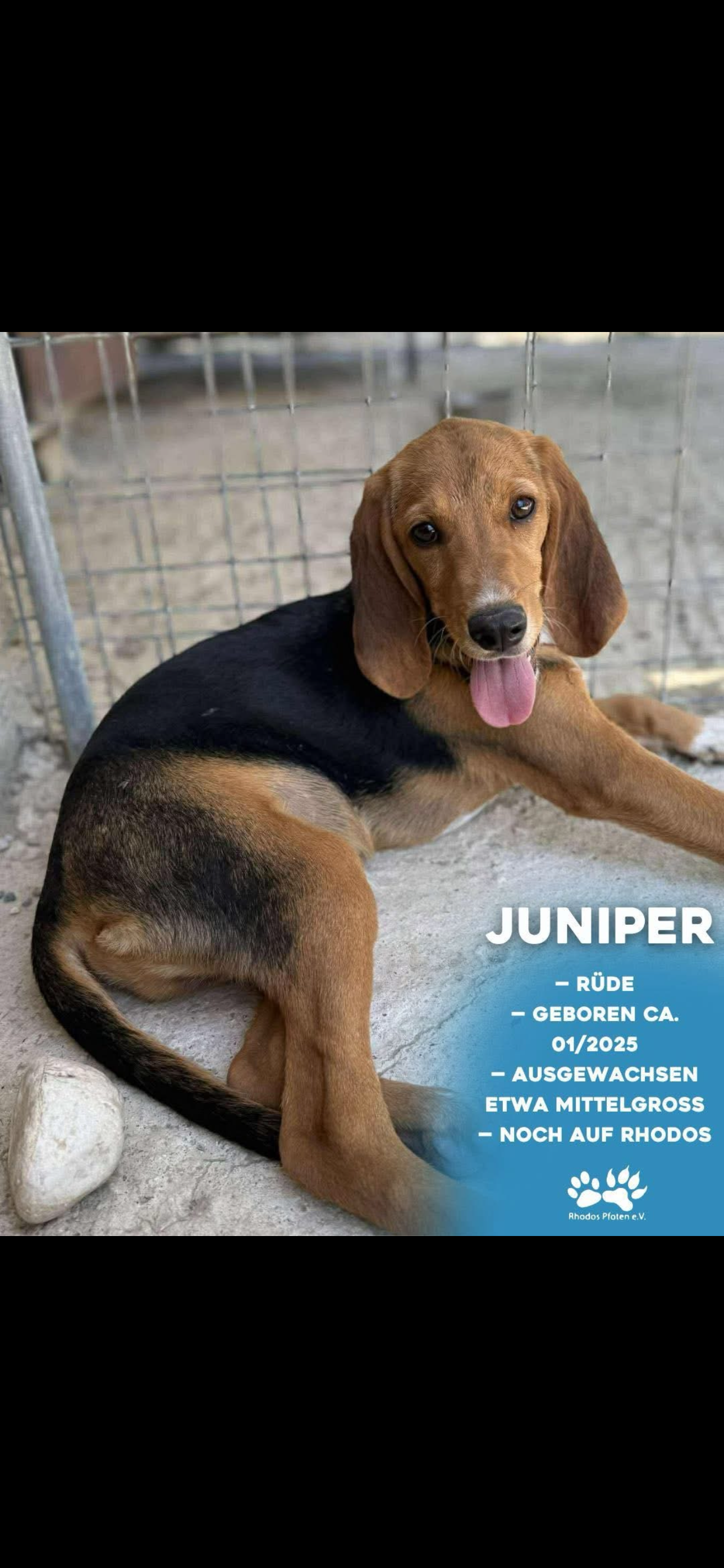 Juniper