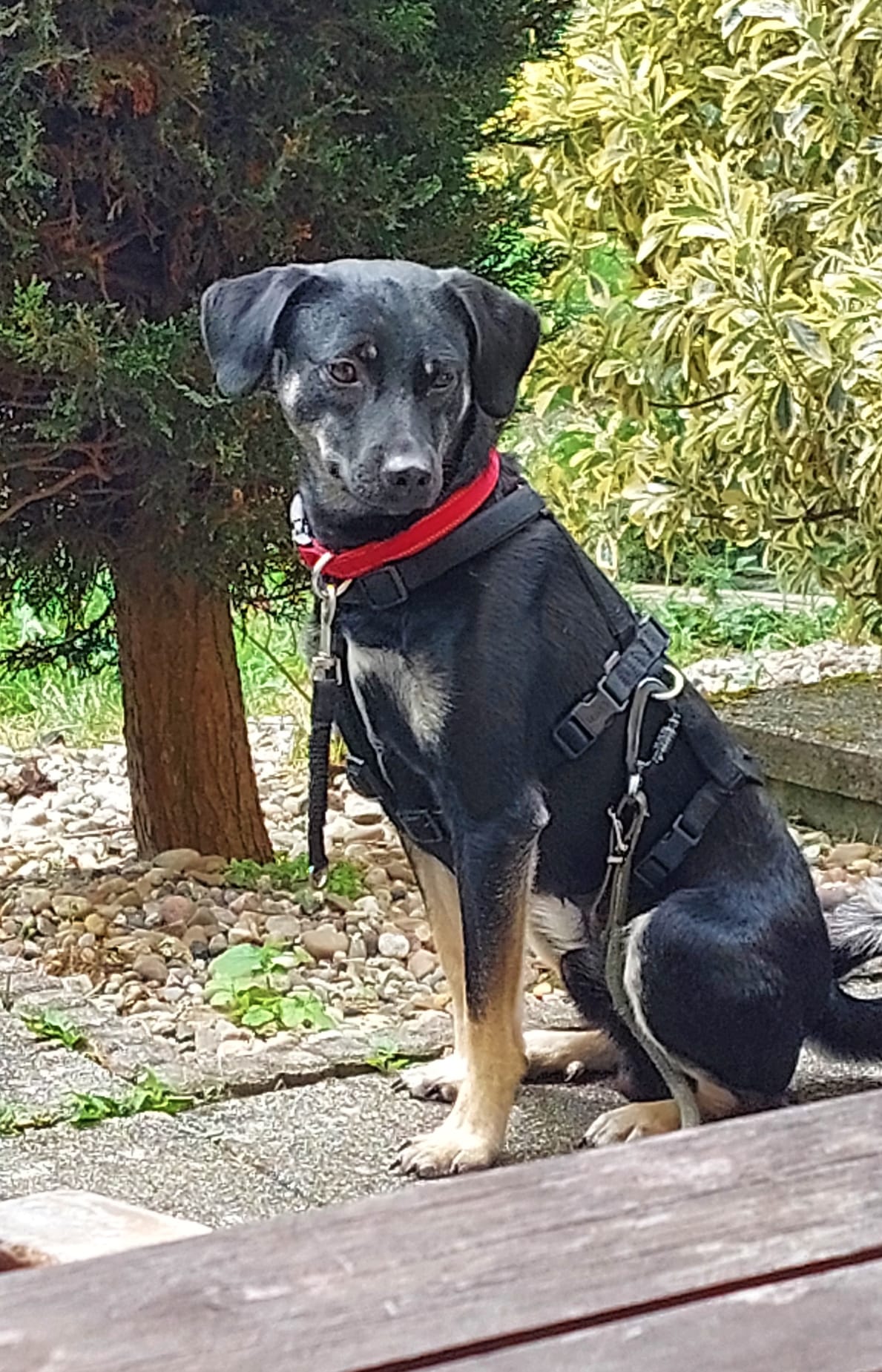 Zicco