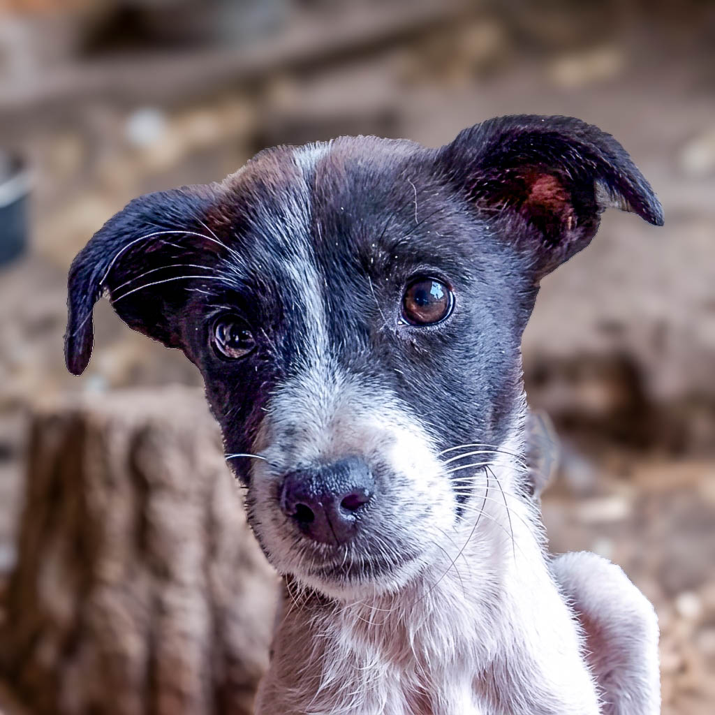Solea ein zartes Hundekind