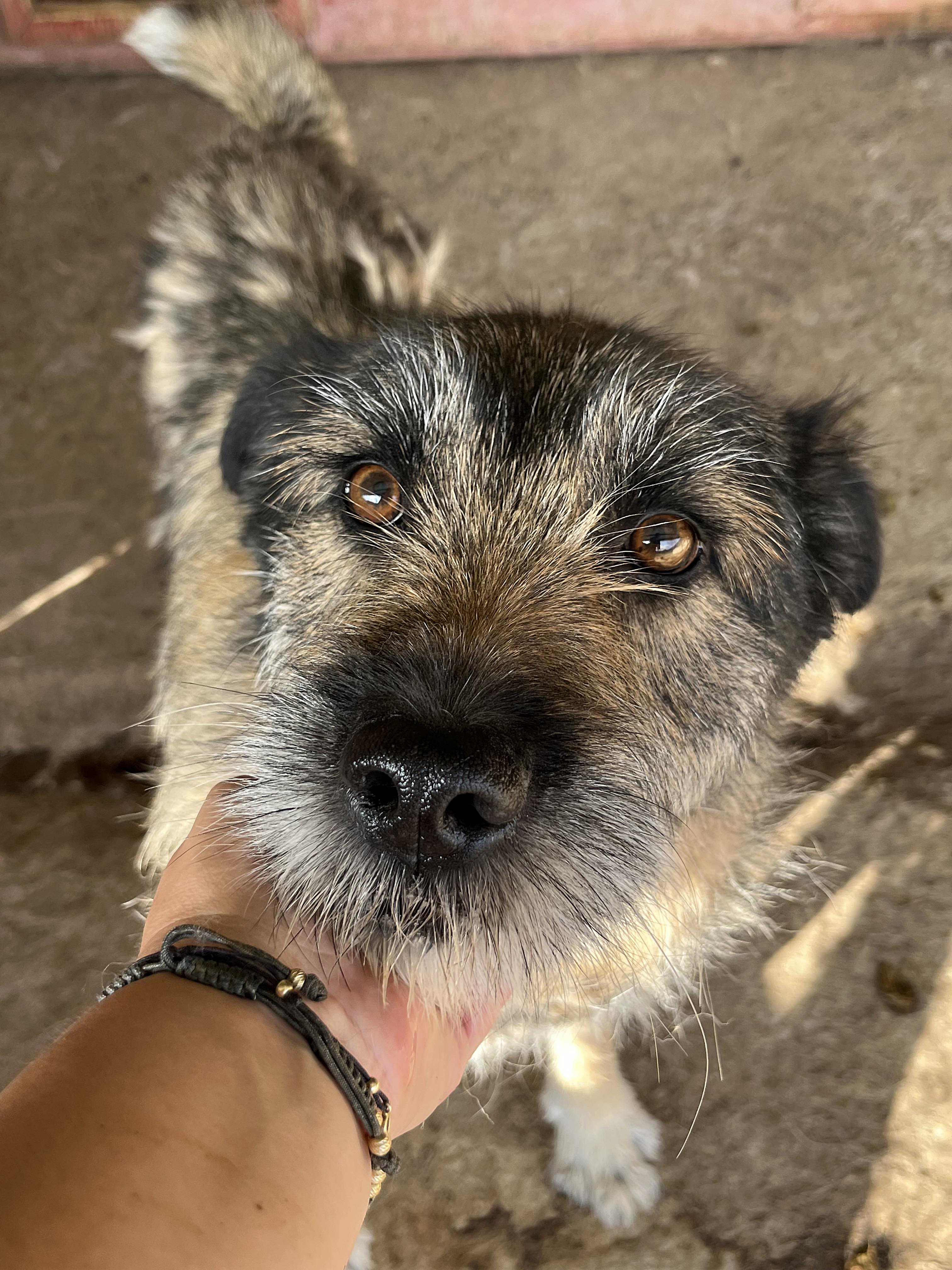 Mila, sucht einen Gnadenplatz