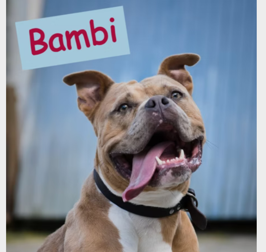 Bambi