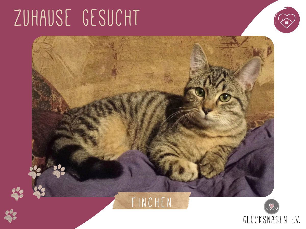 Finchen sucht ihr Glück
