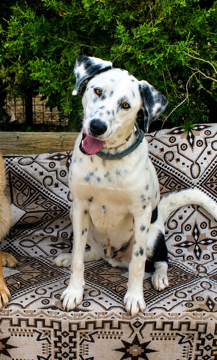 Spot