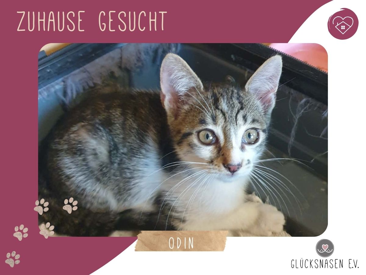 Odin ist neugierig auf Dich