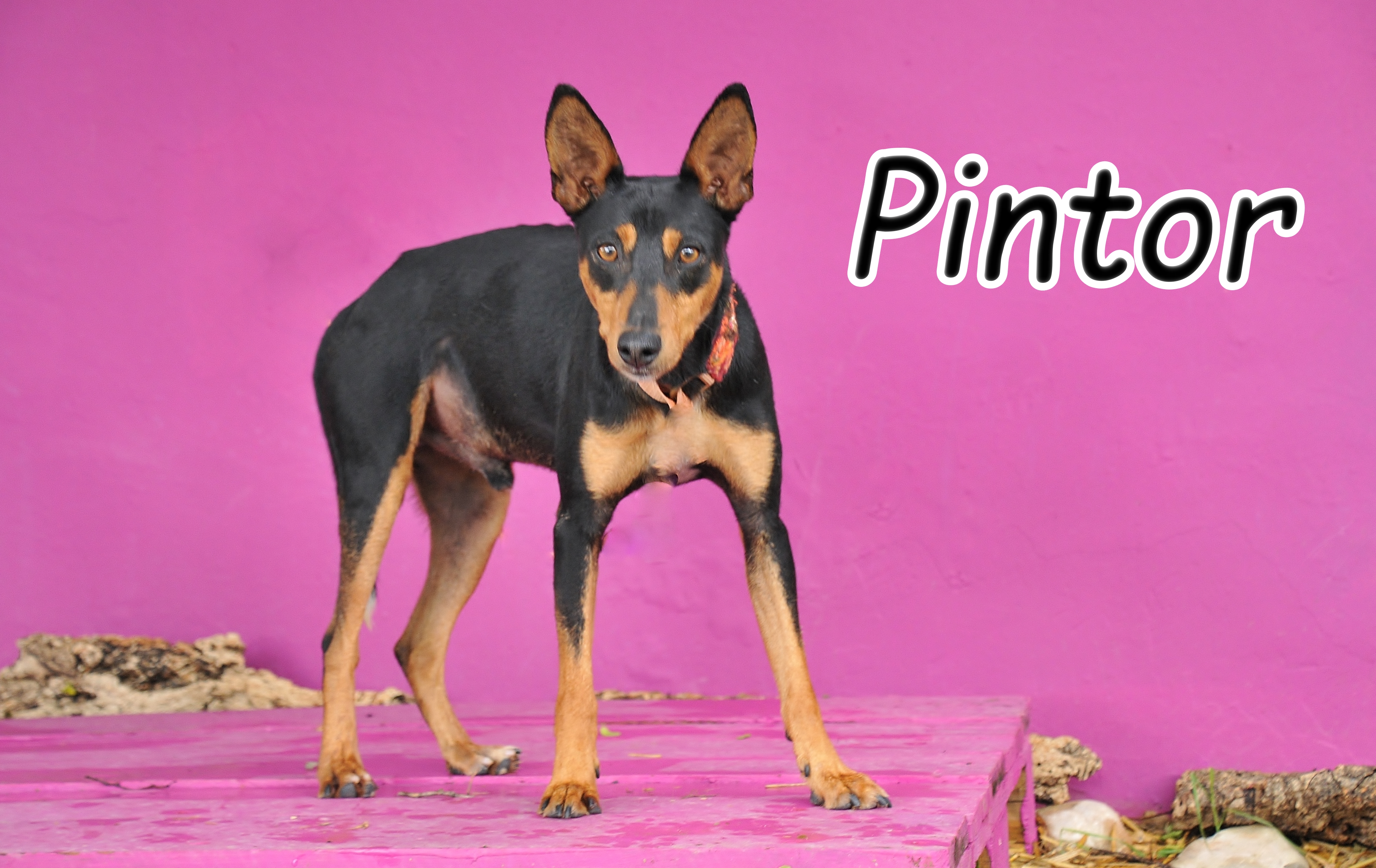 Pintor