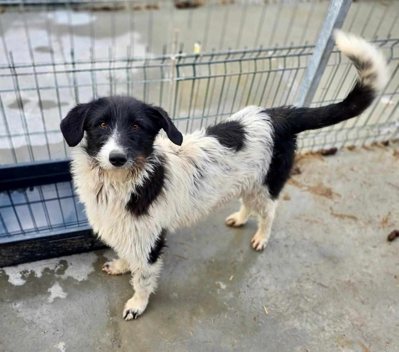 Butscher🐾flippiger Rüde