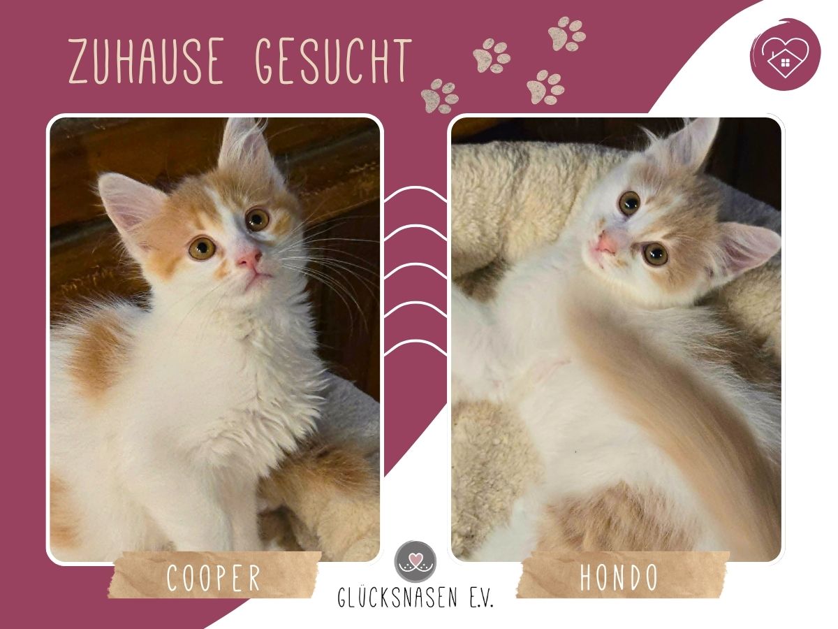 Hondo und Cooper warten schon