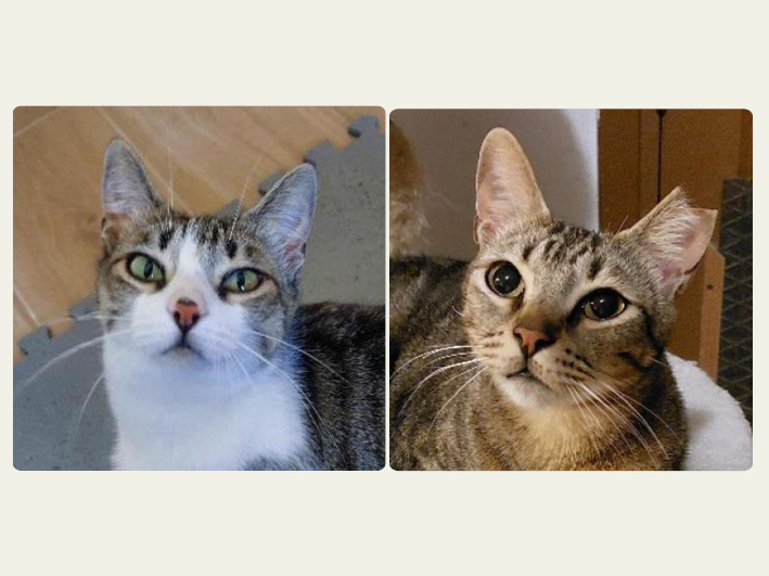 Flora und Tigre