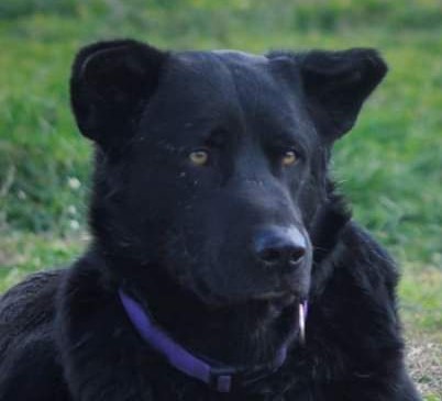 Blacky