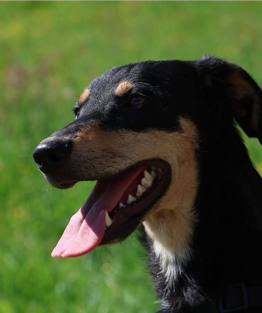 Archie
