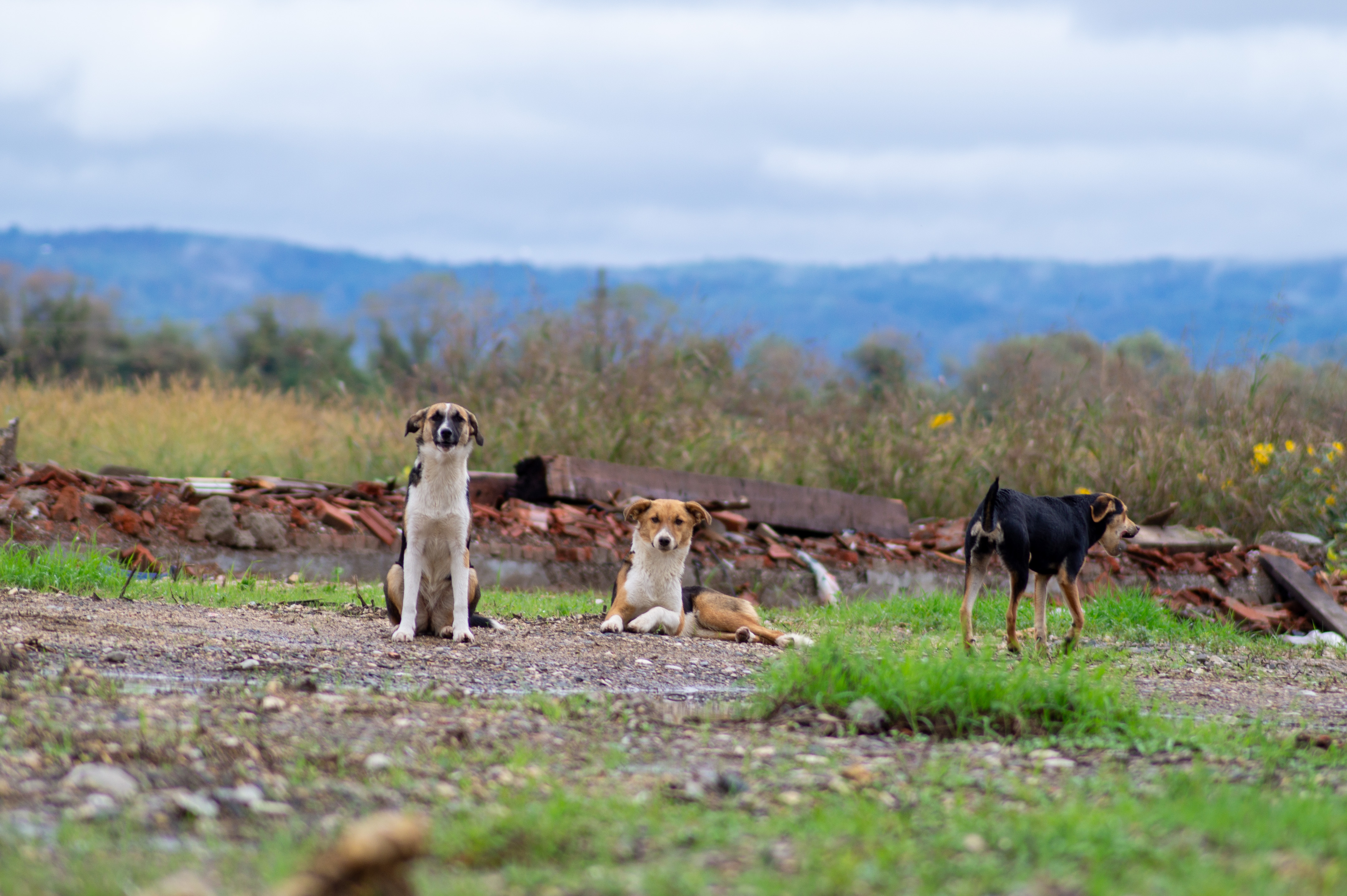 Tierfairliebt e.V.