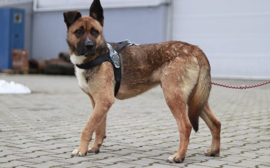 Branko