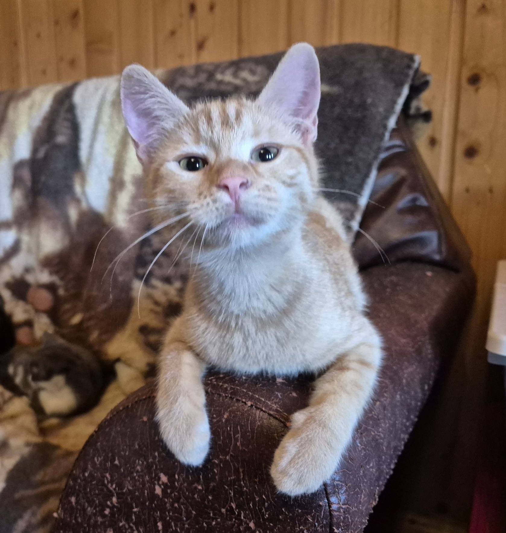Kätzin Kiki