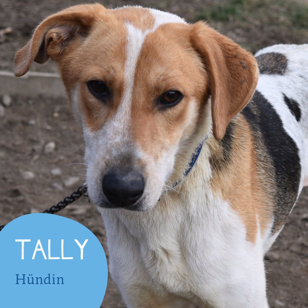 Tally