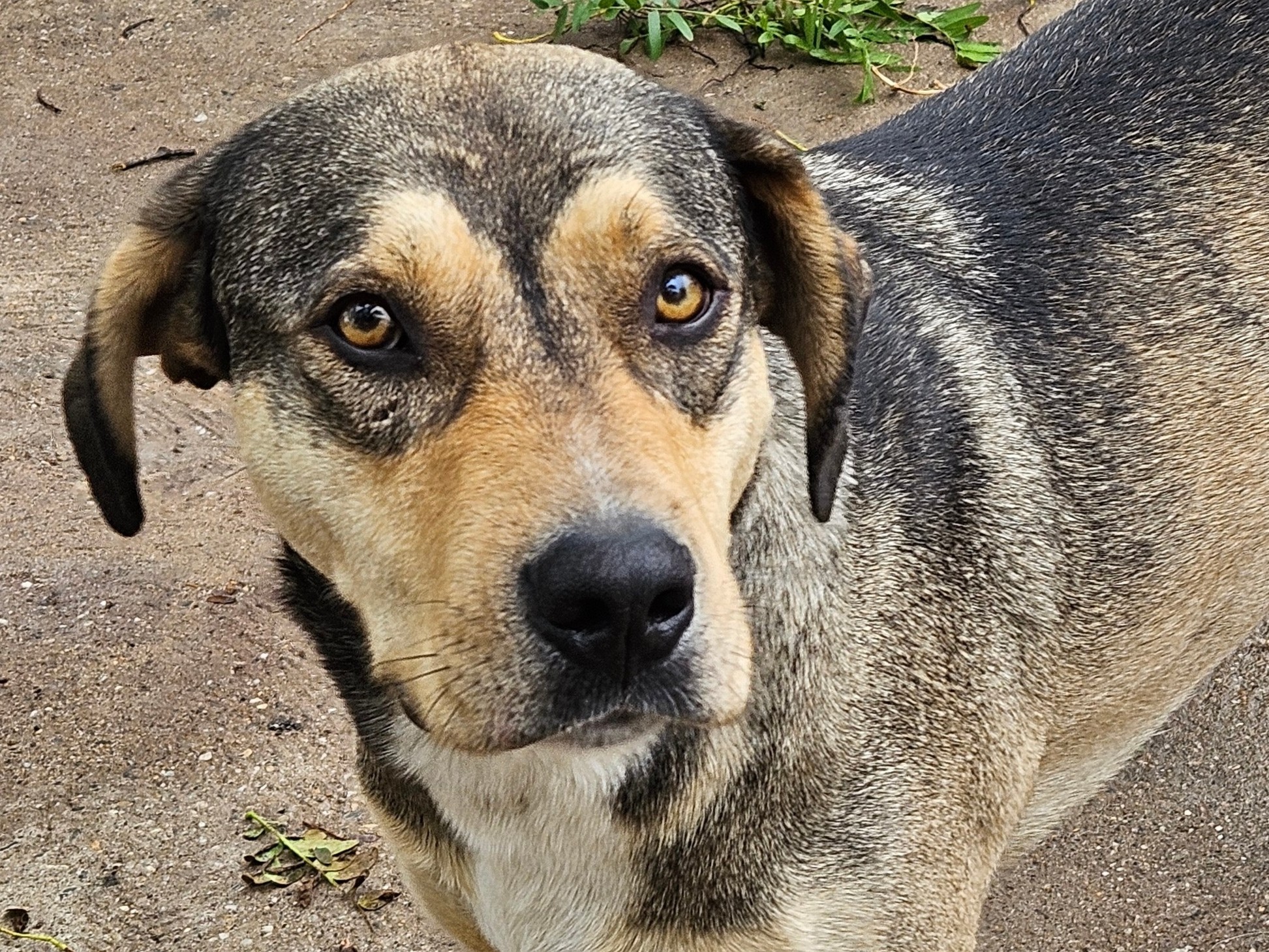Mogli - Best Buddy