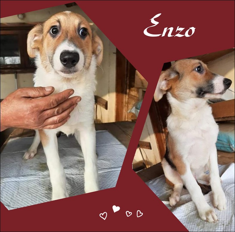 Enzo
