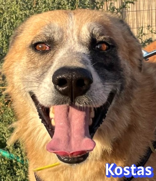 Kostas